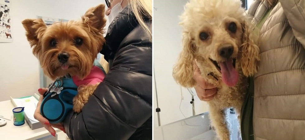 In Trentino i cani in fuga dall'Ucraina, la Lav: “Abbiamo lavorato per facilitare la regolarizzazione
